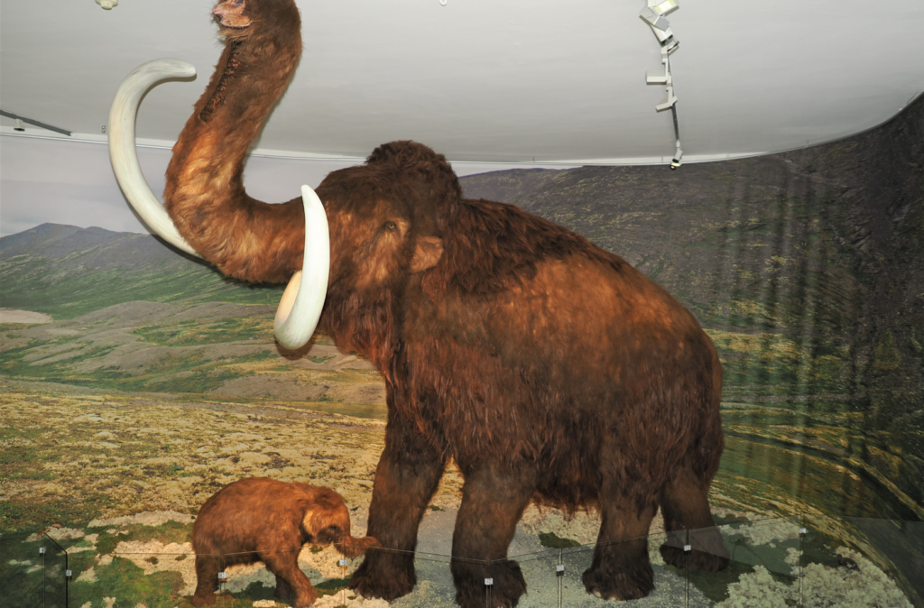 Ein Mammut als Ausstellungsobjekt in einem Diorama.