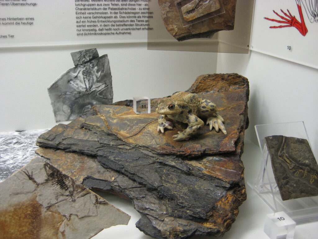 Hier werden mehrere Schichten aus Stein gezeigt. In einer Schicht sind die Knochen von einer Kröte.