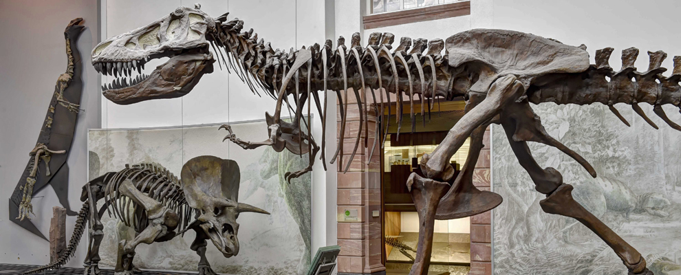 Die Knochen von Dinosauriern. Menschen können sich die Knochen im Museum ansehen.